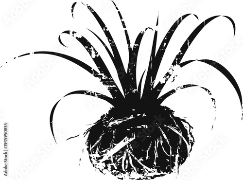 black and white illustration of a spiky succulent plant with textured round base and elongated leaves