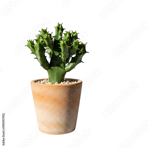 A small potted cactus plant with a unique shape and texture