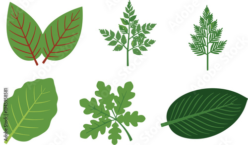 Collection of various green leaf illustrations including tropical foliage fern branches oak leaves and botanical elements for nature design and patterns