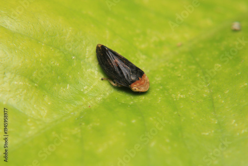 glassy winged sharpshooter insect macro photography	
