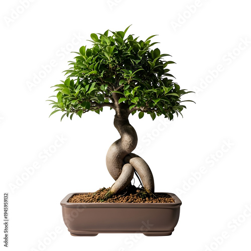 A bonsai tree in a rectangular pot on a black background