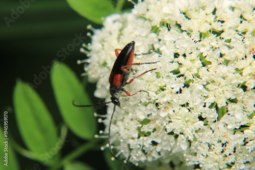 common red soldier beetle insect macro photo	