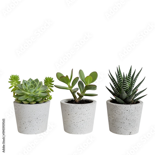 Three small succulents in white pots on black background