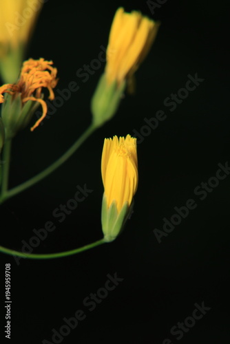 green trees forest landscape photo	