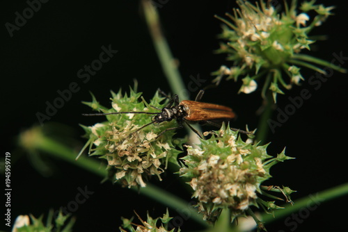 common red soldier beetle insect macro photo	