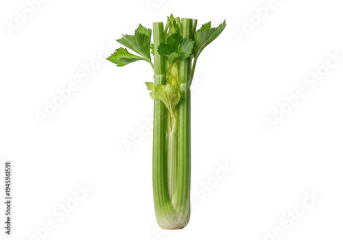 Fresh green celery stalk with leaves attached standing upright isolated on transparent background