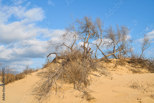 Sand dune ecosystems in arid regions of the planet, old, dry trees growing on dunes, against a bright blue sky, a poster for Earth Day and environmental awareness