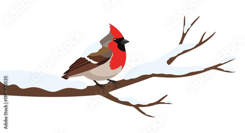 Beautiful Red Cardinal Bird Resting on Snowy Tree Branch in Winter on Isolated White Background