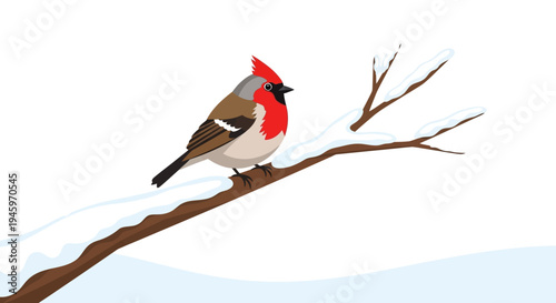 Vibrant Red Cardinal Bird Perching on Snowy Tree Branch in Winter on Isolated White Background