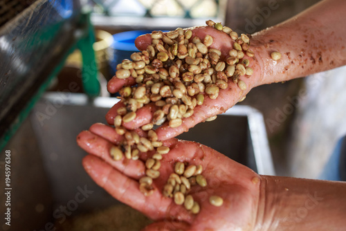 Hands holding freshly depulped Coffea arabica coffee beans during wet processing at rural coffee washing station
