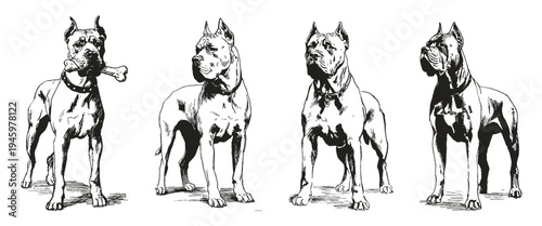 Cane Corso dog sketch style breed collection illustration. Graphic for kennel guides and wall decor. Crayon drawn style, pencil drawing guardian canine poses.