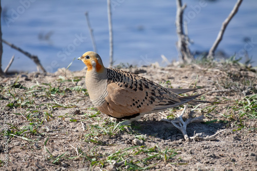 Male Pallas's sandgrouse (Syrrhaptes paradoxus) stopped at a spring during migration, Southern Kazakhstan