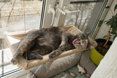 Gray domestic cat sleeping and stretching on hanging window hammock near bright apartment window with indoor plant and pillows. Pet care marketing, home comfort concepts, cozy interior lifestyle