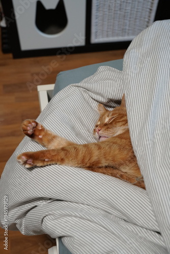 Ginger domestic cat stretching paw while resting under striped blanket on bed in cozy home interior. Pet care, cozy home lifestyle visuals, animal relaxation concepts, companion animal wellbeing