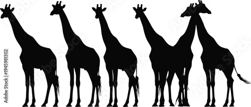 Giraffe silhouettes herd collection isolated on white background African safari wildlife animals tall mammal vector illustration savanna nature design