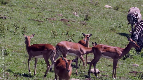 Agile impalas and striped zebras gather to graze on abundant green grasses. Witness their peaceful coexistence and natural beauty on the verdant savanna of Lake Nakuru, Kenya, Africa.