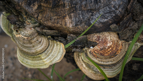 Wood Fungi Texture on Old Tree Trunk – Jamur Kayu Alami