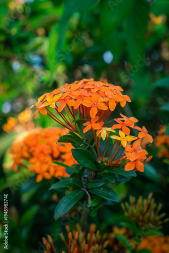 Orange Ixora Flower Cluster with Soft Nature Background