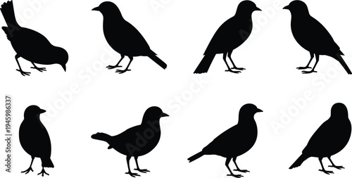 Small bird silhouettes vector set, standing songbirds collection wildlife nature black bird shapes isolated, flat vector illustration
