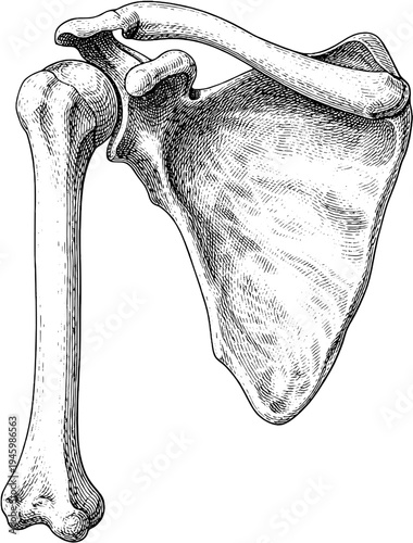 Victorian anatomical scapula shoulder blade engraving vintage medical illustration