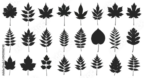 Diverse collection of black and white leaf shapes and patterns in a grid layout isolated on transparent background