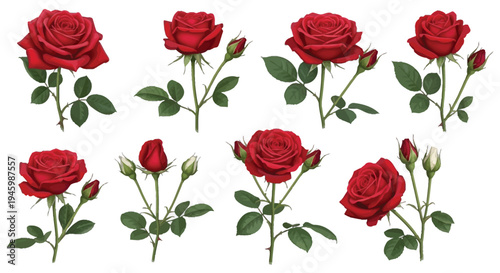 A collection of vibrant red roses arranged in a decorative pattern isolated on transparent background