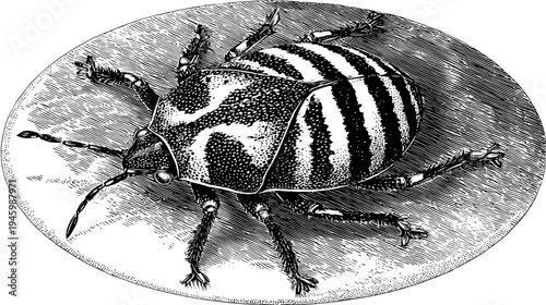 Intricate black and white illustration of a beetle, resting on a textured surface
