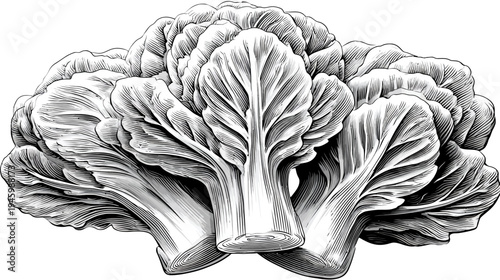 Intricate black and white illustration of a detailed head of broccoli, showcasing textured leaves