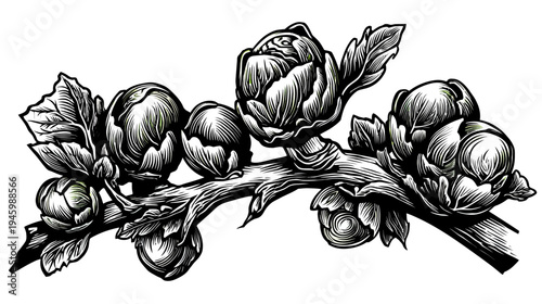 Intricate black and white illustration of brussels sprouts growing on a branch with detailed foliage