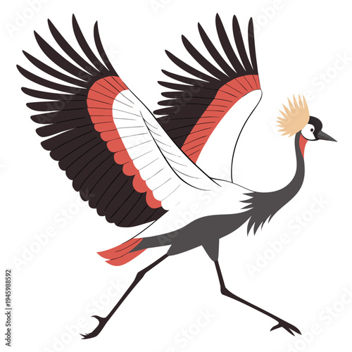 A vibrant grey crowned crane with colorful feathers spread wide isolated on white background