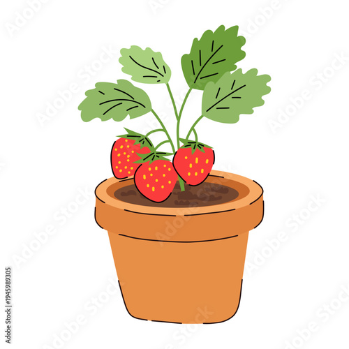 Strawberry plant in terracotta pot with ripe red berries and green leaves, potted fruit plant. Gardening composition showing homegrown strawberries growing in soil container.