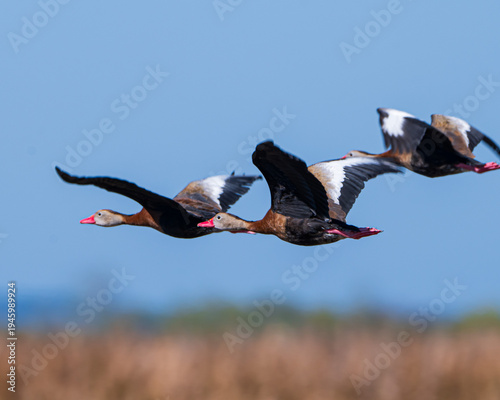 Black-Bellied Whistling Ducks in Florida