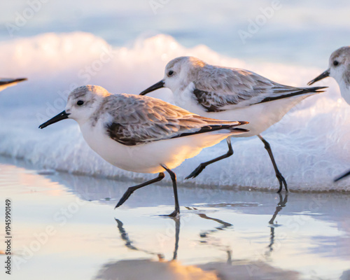 Sanderling shorebirds on a Florida Beach