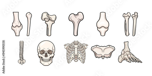 Human Skeleton Bone Anatomy Icon Set with Skull, Rib Cage, Spine, Pelvis and Foot Bones