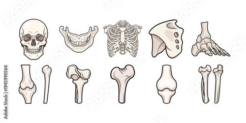 Human Skeleton Bone Anatomy Icon Set with Skull, Rib Cage, Pelvis and Foot Bones