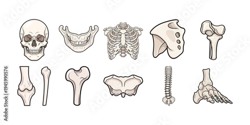 Human Skeleton Bone Anatomy Icon Set with Skull, Rib Cage, Spine, Pelvis and Foot Bones