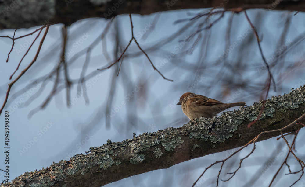 Fototapeta premium Young spring birds with blue sky on tree