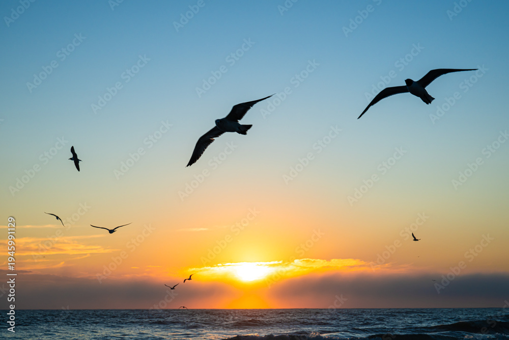 Fototapeta premium Seagulls on a Florida beach at sunrise