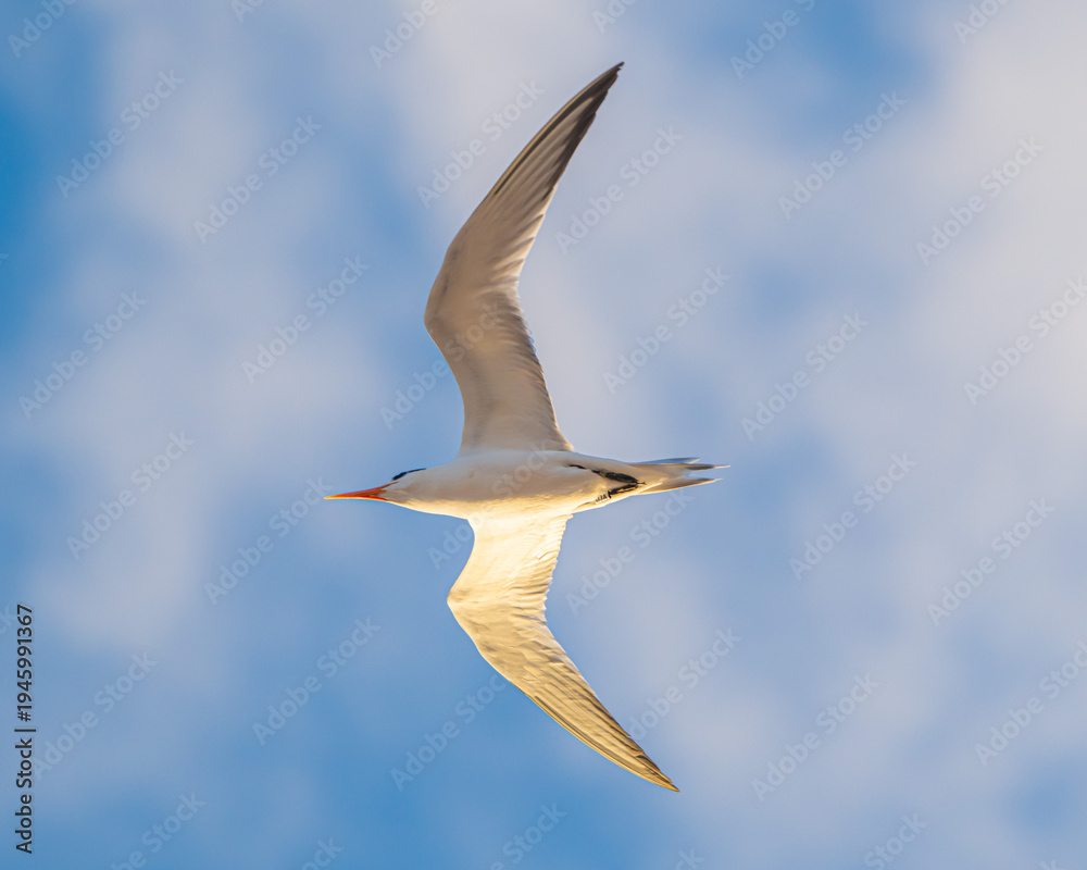 Fototapeta premium Royal Terns on a Florida Beach
