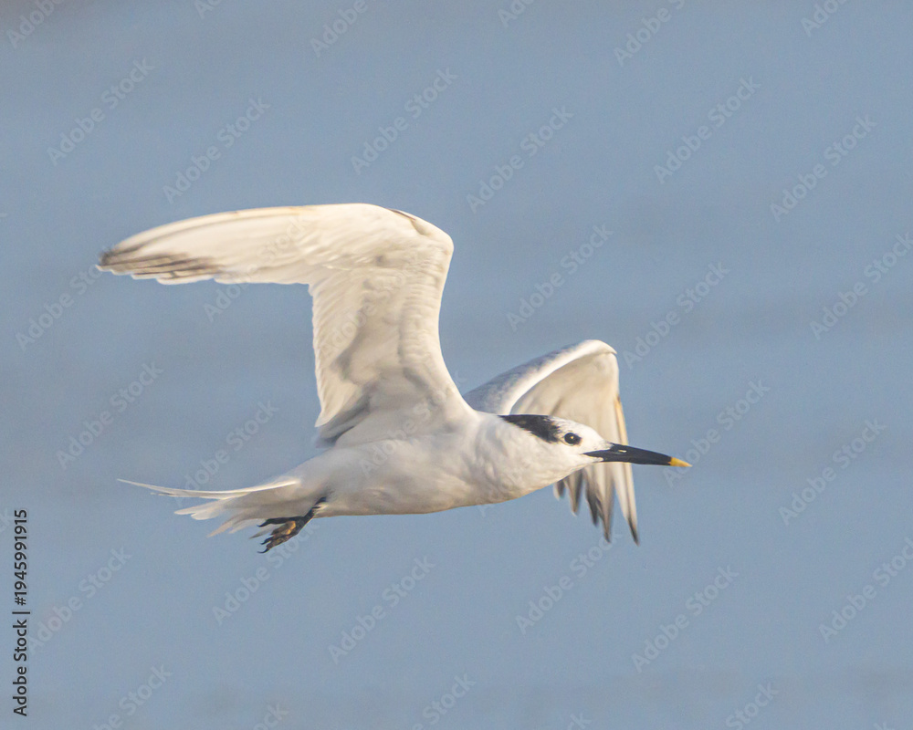 Fototapeta premium Sandwich Tern on a Florida Beach