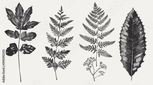 Monochrome illustration features various plant leaves and fern fronds with intricate details