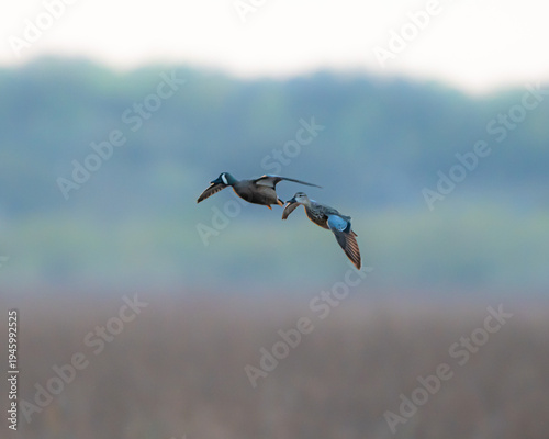 Blue winged teal in flight