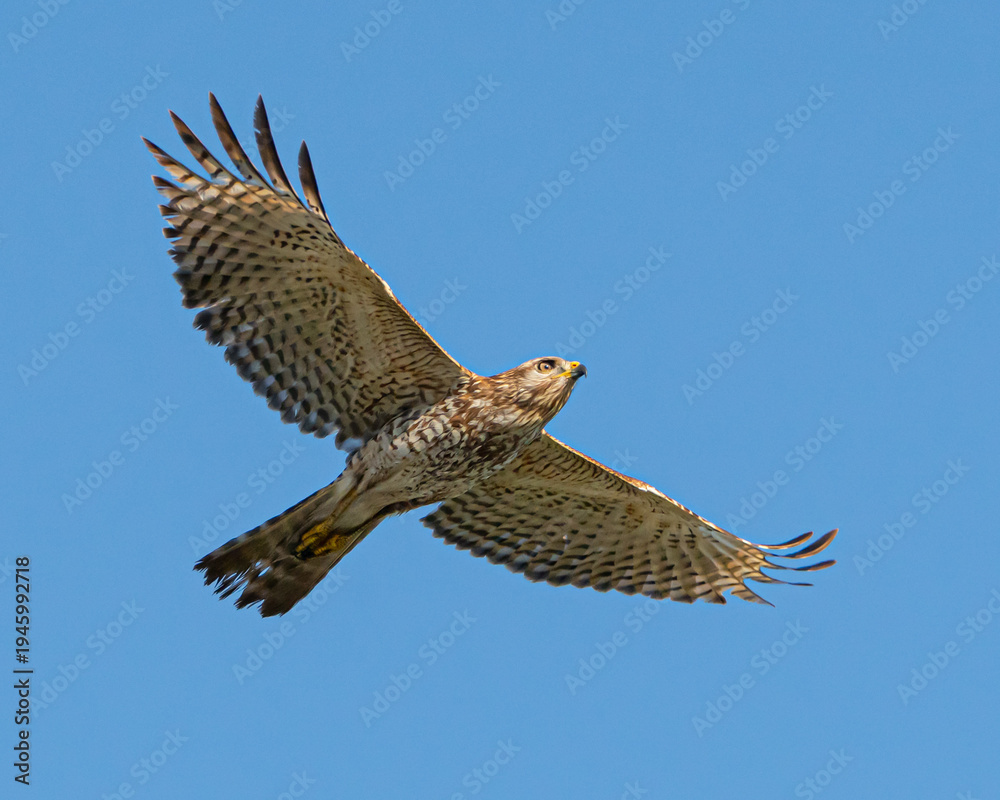 Fototapeta premium Red Shouldered Haw in Flight