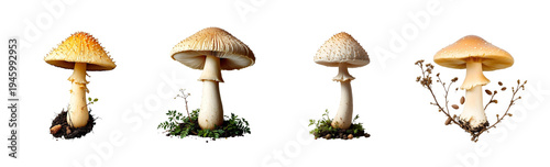 Isolated enoki mushroom cutout on transparent background