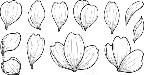 A collection of magnolia leaves and petals on transparent background