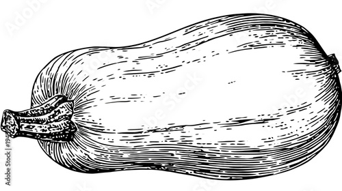A black and white illustration of a butternut squash, showcasing intricate line detailing