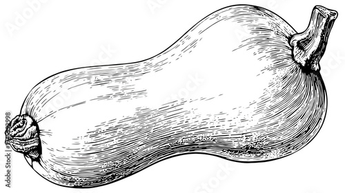 A detailed illustration of a gourd, featuring textured lines, creating a classic botanical art style