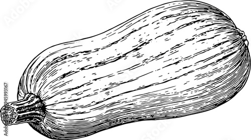 A detailed monochrome illustration of a zucchini squash. Its textured surface shows intricate lines and shading