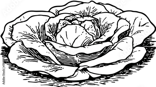 A detailed black and white illustration of a lettuce head. Lines define leaves