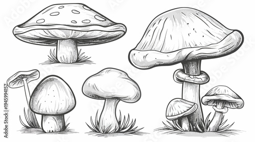 A detailed black and white illustration of different types of mushrooms